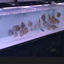 Aqua Life Aquarium - Aquariums & Aquarium Supplies-Leasing & Maintenance