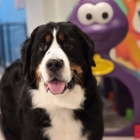 Rapawzel Dog Grooming & Daycare