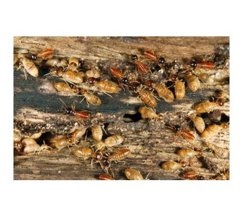 Conquest Pest & Termite Control - Bray Park, QLD