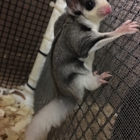 S & S Exotic Animals Inc