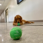 Digs Dog Care