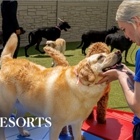 K9 Resorts Luxury Pet Hotel Grand Rapids