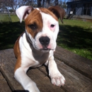 Belton Veterinary Clinic - Veterinarians