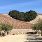 Niner Wine Estates