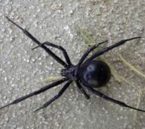 Antibug Pest Management - Castle Hill, NSW
