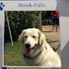 Brook-Falls Veterinary Hospital & Exotic Care, Inc