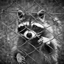 Strong Exterminating Co - Pest Control Equipment & Supplies