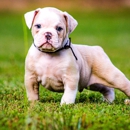 Beachbulldogges - Pet Breeders