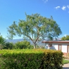 Segura Tree Service gallery
