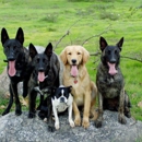 Dominant Dogs Training - Pet Training