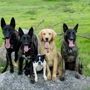 Dominant Dogs Training