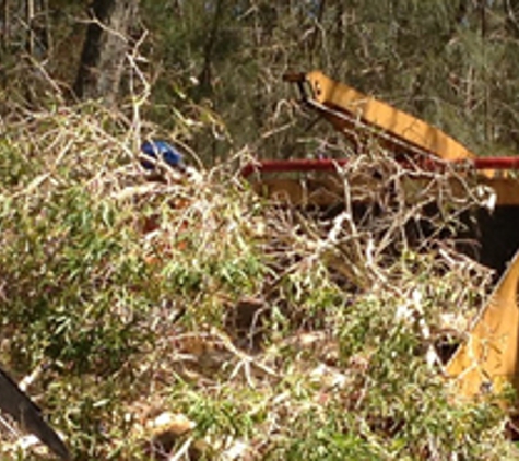 Brisbane Tree Services - Cleveland, QLD