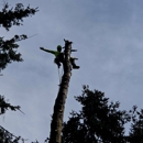 HornButte Tree Service - Arborists