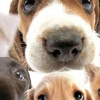 Pine Lake Dog Boarding gallery