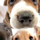 Pine Lake Dog Boarding - Pet Boarding & Kennels