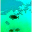 Homosassa springs wildlife park - Parks
