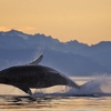 Alaska Shore Excursions gallery