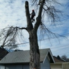 Tree Services of Omaha gallery