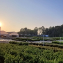 MNI Direct - Rock Hill - Flowers, Plants & Trees-Silk, Dried, Etc.-Retail