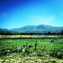 Lake Hemet Campgrounds - Campgrounds & Recreational Vehicle Parks