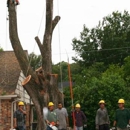 Molina Tree Service - Tree Service