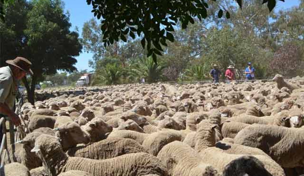 Rural Financial Counselling Service NSW - Northern Region - Narrabri, NSW