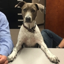 Denver Insurance - Pet Services