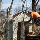 AmeriTree Experts - Tree Service