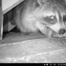 Critter Control
