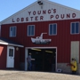 Young's Lobster Shore Pound