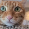 Jenn's Pet TLC gallery