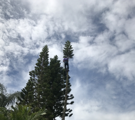 KDT Tree Service - Fern Park, FL