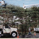 Evergreen Tree Service - Mulches