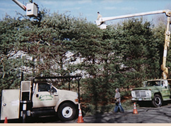 Evergreen Tree Service