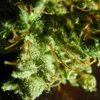 Star Buds gallery