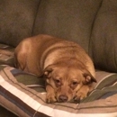 Pet Supplies Plus - Pet Stores
