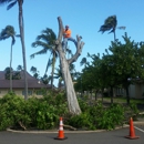 Island Trees - Tree Service