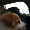 Westside Animal Hospital of Northwest Florida gallery