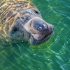 Everglades Excursions gallery