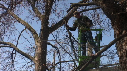 Handy Feller Tree Service